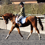 Dressage